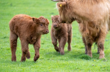 Highland calves at the National Museum of Rural Life. Photo © Chris James  (4)