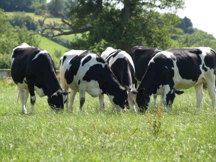 cows in field-2
