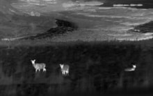 Deer Vehicle Collision (DVC) project A9 thermal image survey ©NatureScot: Deer Vehicle Collision (DVC) project A9 thermal image survey ©NatureScot