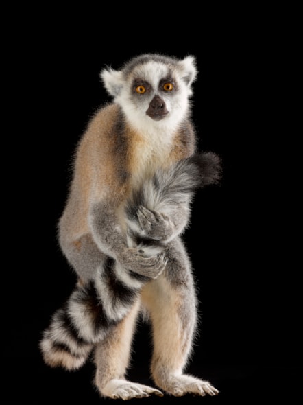 Ring-tailed lemur. Copyright National Museums Scotland (1)