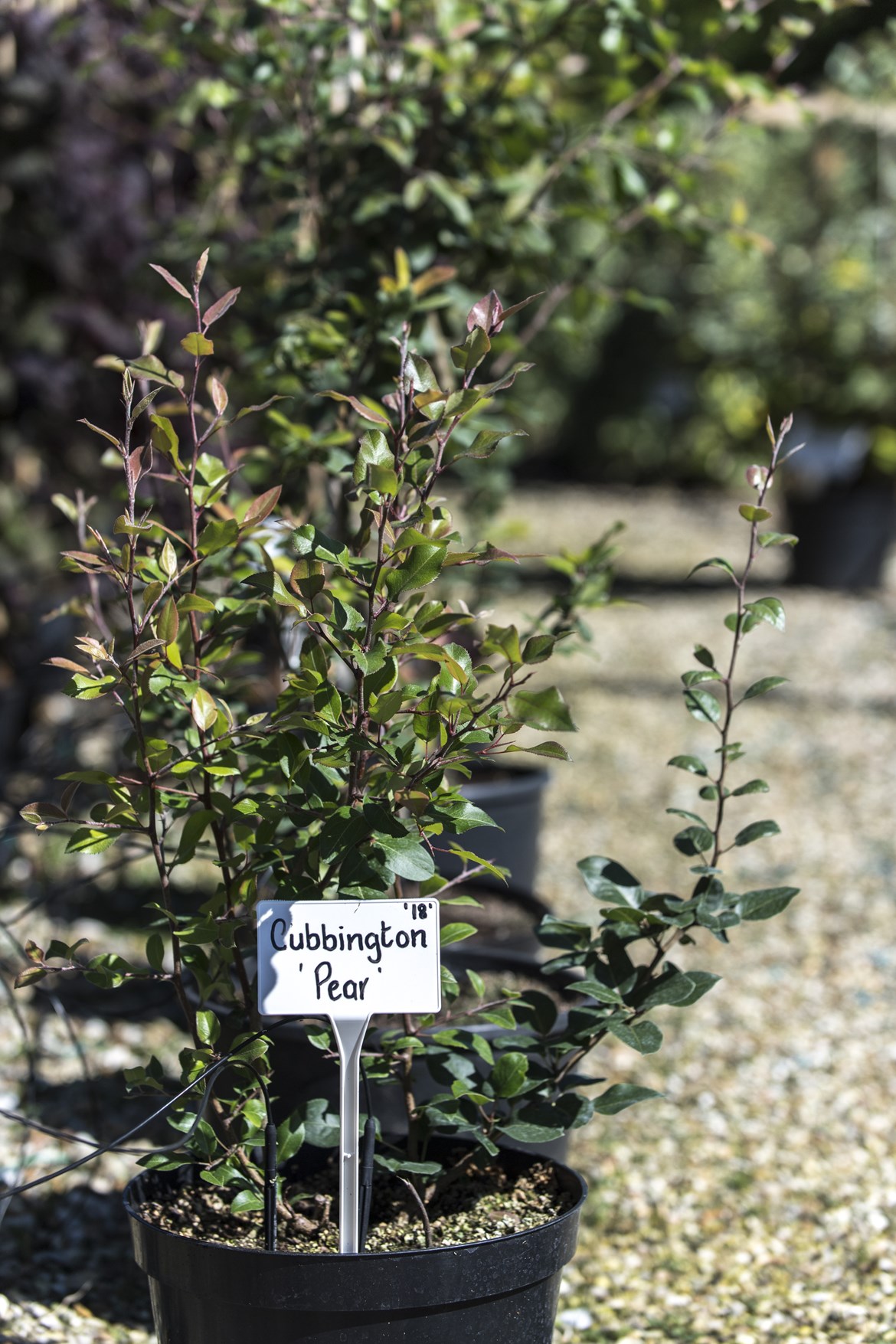 Veteran pear tree will live on in new woodland created by HS2: Cubbington Pear Tree saplings at Crowder's Nurseries