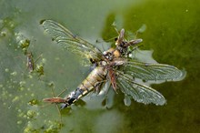 Pond skaters eating a dead dragonfly ©Lorne GillSNH2020VISION