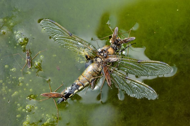 Pond skaters eating a dead dragonfly ©Lorne GillSNH2020VISION