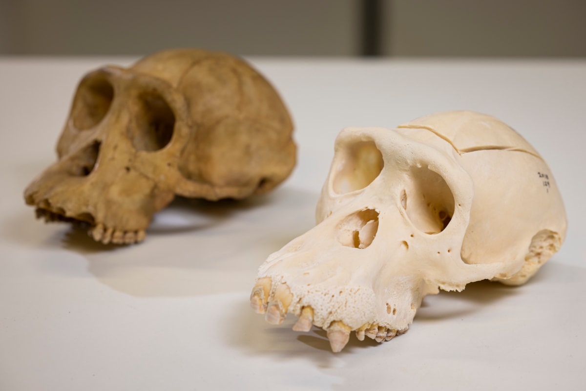 Choppers' skull alongside that of a wild chimp, illustrating a striking contrast. At the National Museums Collection Centre. Photo Duncan McGlynn