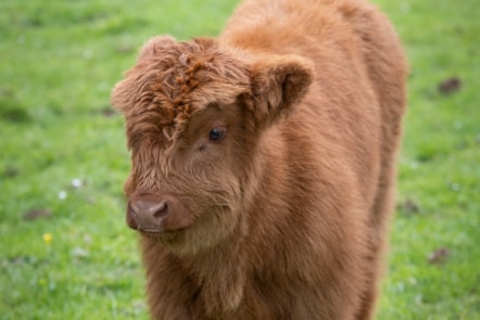 Highland calves at the National Museum of Rural Life. Photo © Chris James  (13)