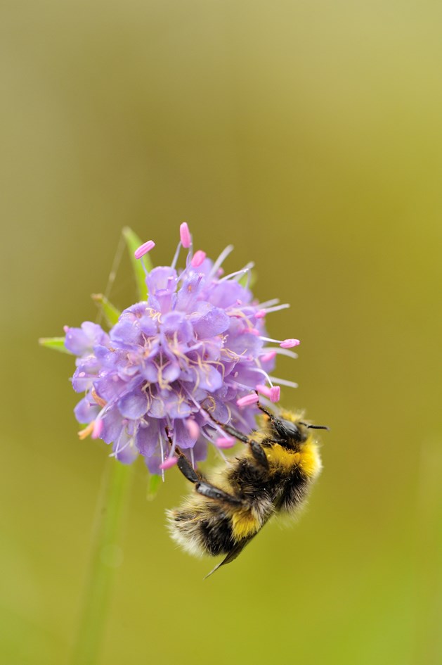 Bumblebee feeding on devil's bit scabious ©Lorne Gill / SNH