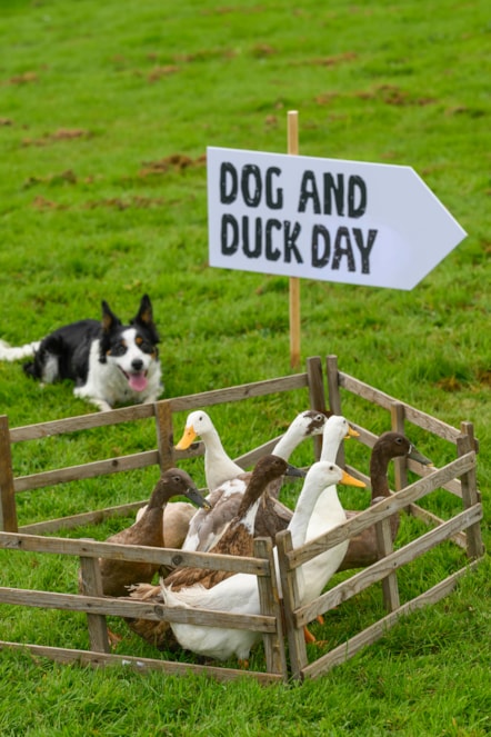 Dog&DuckDay-26