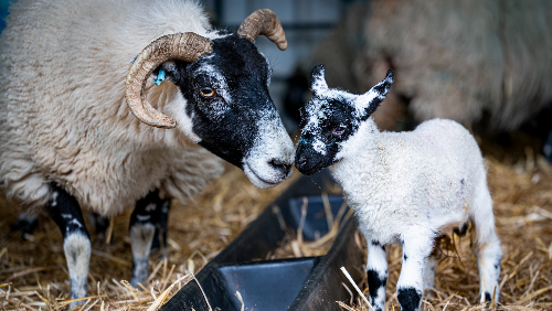 Woolly Weekend