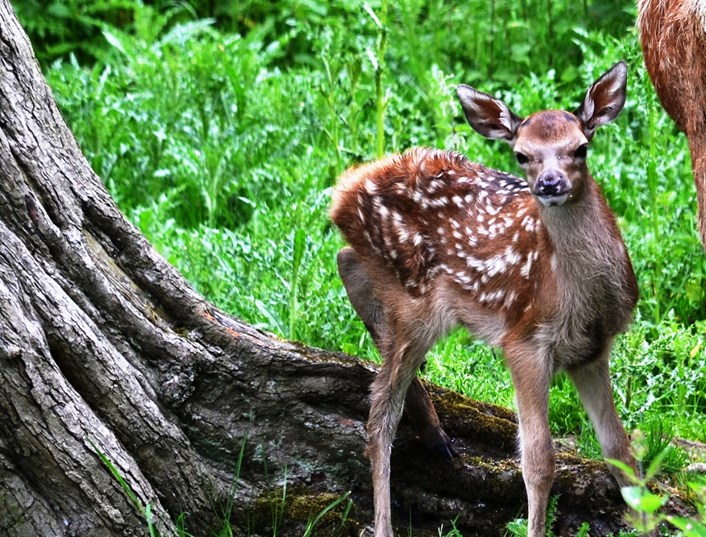 First fawn of 2016 arrives at Lotherton Hall: fawn-2.jpg