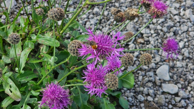 Knapweed 