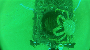 Scientists attached video cameras to pots used by crab and lobster fishermen off the south coast of England (Credit University of Plymouth)