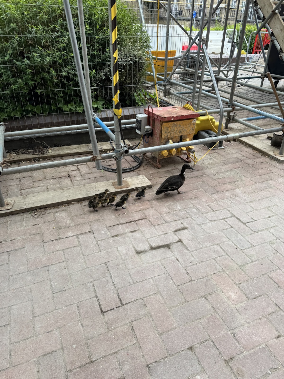 Ducks leaving the construction area.
