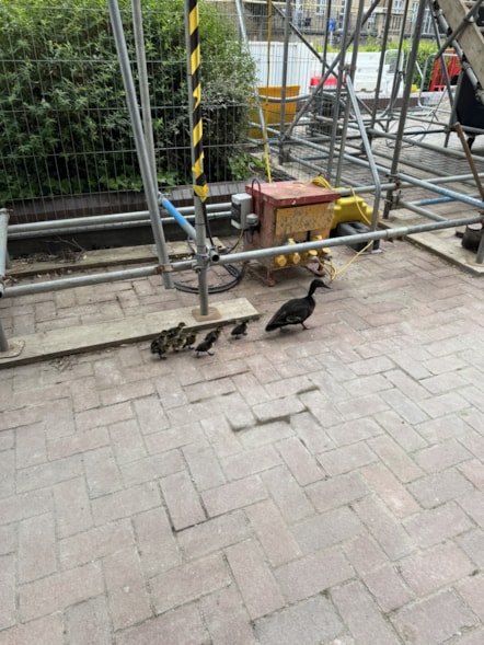 Ducks leaving the construction area.