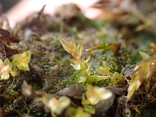 Extremely rare moss rediscovered near Edinburgh: Round-leaved Bryum - credit Joan McNaughton