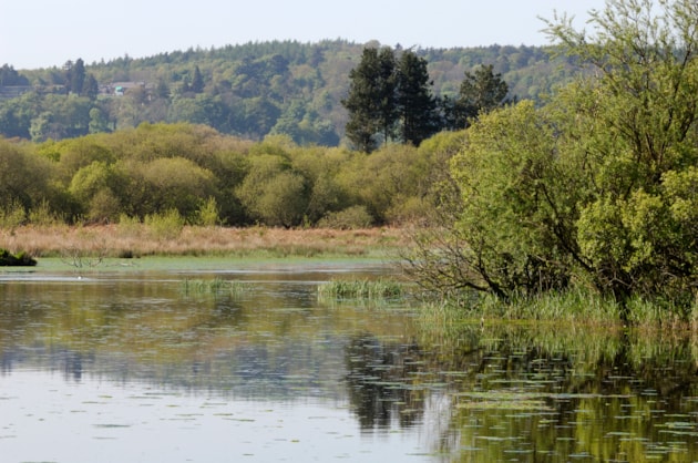 Morton Lochs at Tentsmuir NNR ©Lorne Gill/NatureScot