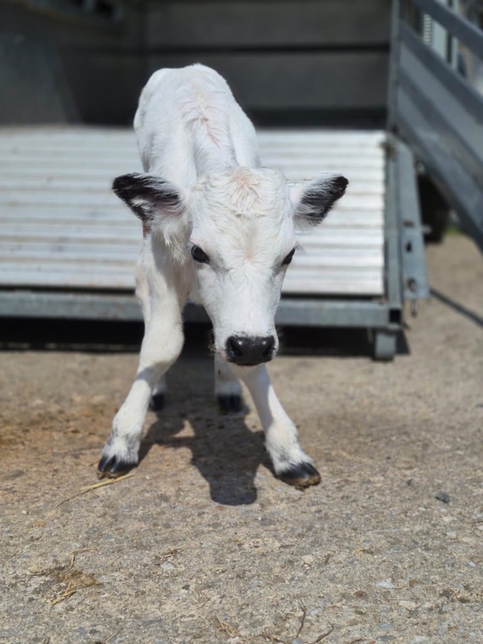 Vaynol calves 2: One of the rarest cattle breeds in the UK has had calves at Temple Newsam’s home farm.