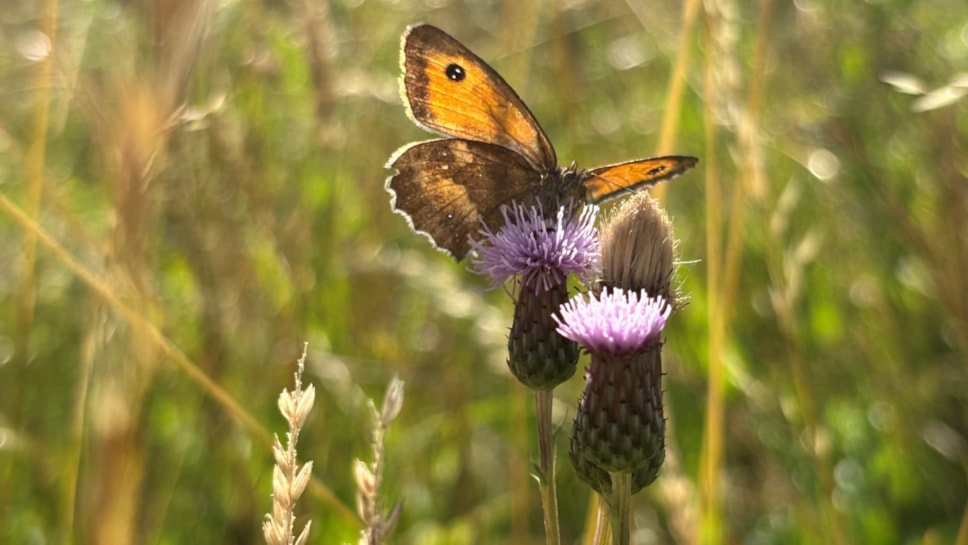Gatekeeper butterfly