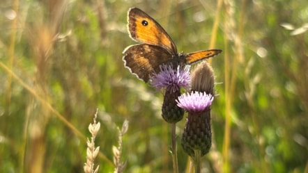Gatekeeper butterfly