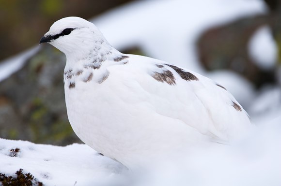 Ptarmigan ©Lorne Gill SNH