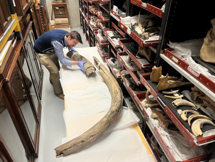 Mammoth tusk: Leeds Museums and Galleries learning and access officer Jed Atkinson examines the huge mammoth tusk at the Leeds Discovery Centre.
The prehistoric appendage was discovered in the former open cast site near Temple Newsam in the late 1960s, more than 38,000 years after the extinct, ice age behemoth it once belonged to died. 
Today, the remarkable find is among countless objects spanning millions of years of history being cared for during an annual deep clean carried out by experts at the Leeds Discovery Centre.