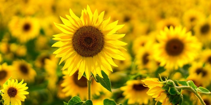 Free and low cost school holiday activities for people in Leeds: Sunflower workshop