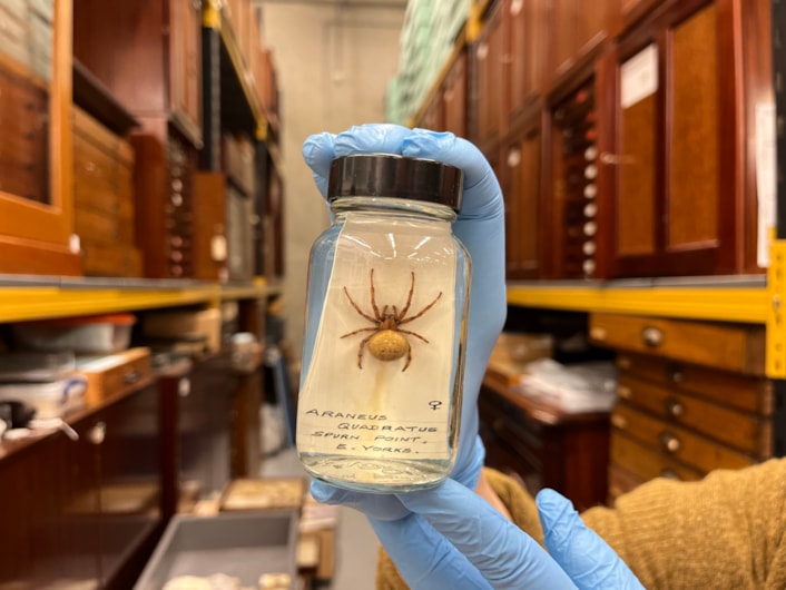 Spiders at Discovery: Curator Clare Brown at the Leeds Discovery Centre with some of its fascinating collection of spiders large and small originating from countries around the world, as well as many examples collected in Yorkshire.
Many of those specimens are preserved in specialised spirit jars filled with powerful ethanol, designed to keep the spiders from drying out and deteriorating over time.