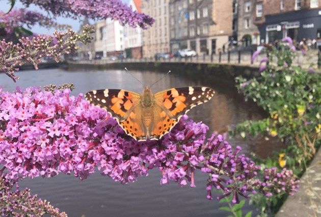 Edinburgh biodiversity projects share £450k Nature fund cash: Painted Lady butterfly in Leith © Mike Shepherd