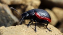 Species on the Edge - Plantain leaf beetle - credit Rachel Cartwright-NatureScot for picture use: Species on the Edge - Plantain leaf beetle - credit Rachel Cartwright-NatureScot for picture use