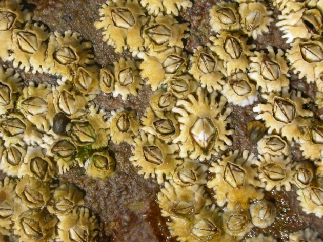 Close-up of common barnacles - credit NatureScot-Tom Mercer