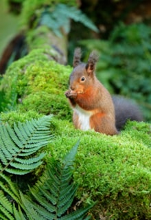 Red squirrel foraging in Atlantic rainforest: Red squirrel foraging in Atlantic rainforest © Lorne Gill/NatureScot.