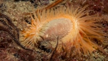 An exposed flame shell on a dense bed in Loch Carron - credit Graham Saunders-NatureScot: An exposed flame shell on a dense bed in Loch Carron - credit Graham Saunders-NatureScot