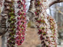 Muir of Dinnet - flowering aspen - credit SNH
