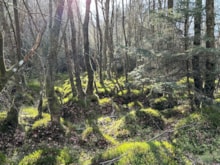 Loch Wood, Lanark