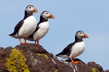 Marine birds: Puffins (C) SNH/Lorne Gill - One-off use
