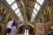 Image - Natural History Museum: Image - Natural History Museum