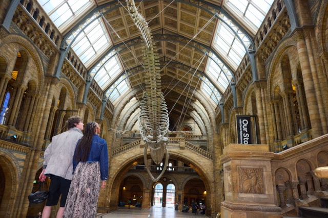 Image - Natural History Museum