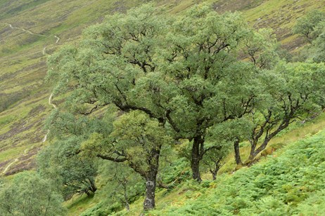 Almost 100 new Scottish sites identified to safeguard trees from ...