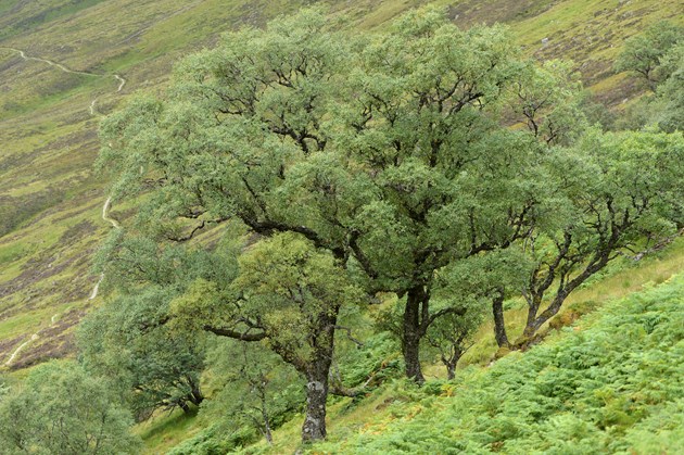 Almost 100 new Scottish sites identified to safeguard trees from climate change: Native birch woodland natural regeneration
