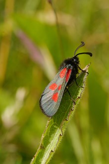 New Forest Burnet © Tom Prescott