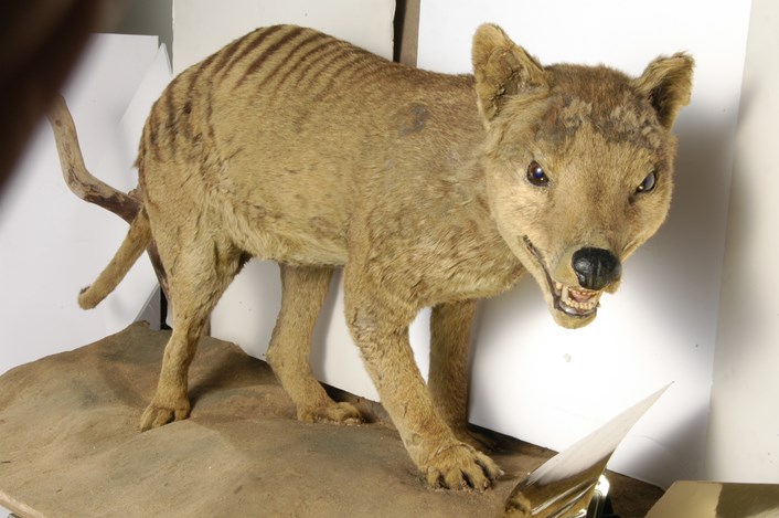 Object of the week- Tasmanian wolf specimens: tasmanianwolftaxidermy.jpg