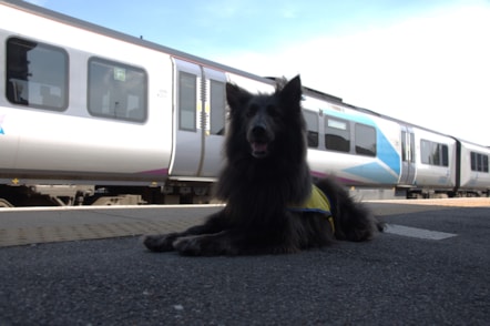 Nya, TPE's Pets as Therapy Dog-12