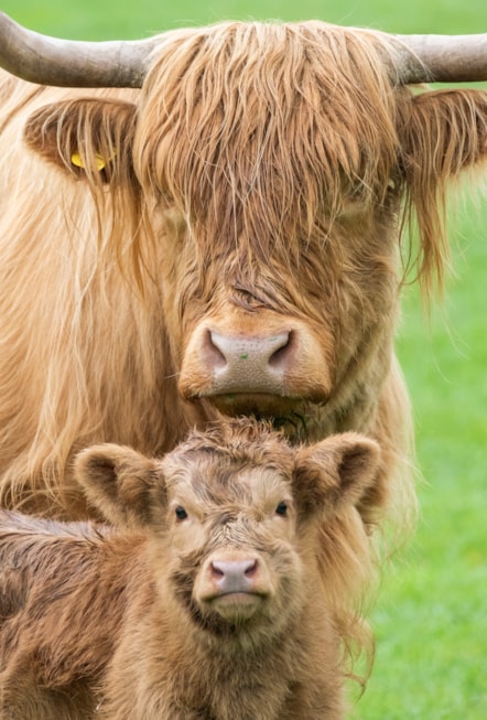 Highland calves Maisie and Ishbel at the National Museum of Rural Life. Photo © Chris James (1)-2