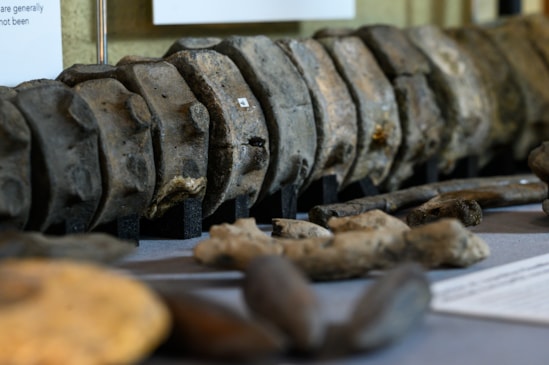Fossils discovered on the HS2 project on display at the OUMNH: Fossils discovered on the HS2 project on display at the OUMNH