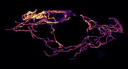 Harpagifer skin mitochondria: Harpagifer skin mitochondria