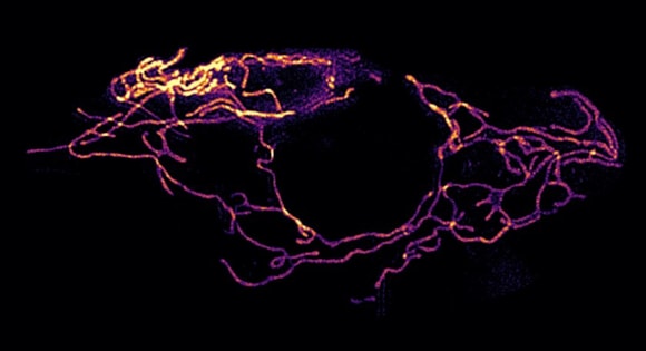 Harpagifer skin mitochondria