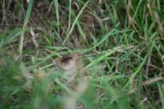 TfL Image - Meadow Brown Butterfly: TfL Image - Meadow Brown Butterfly