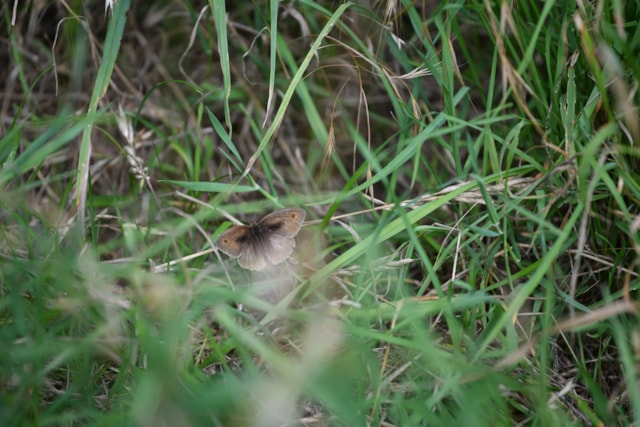TfL Image - Meadow Brown Butterfly