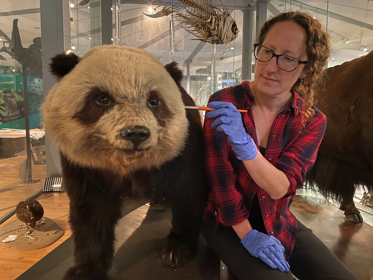 Life on Earth revamp: Rebecca Machin, Leeds Museums and Galleries' curator of natural sciences, cares for specimens of endangered in Leeds City Museum's spectacular Life on Earth galley, which is being revamped. Grandma the panda was the very first living giant panda to travel to the UK.