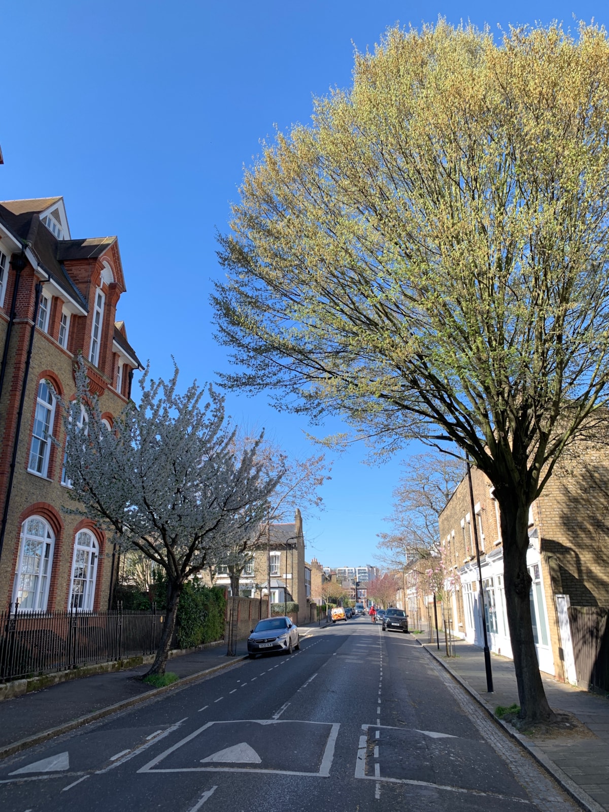 Trees on Wilton Way in Hackney