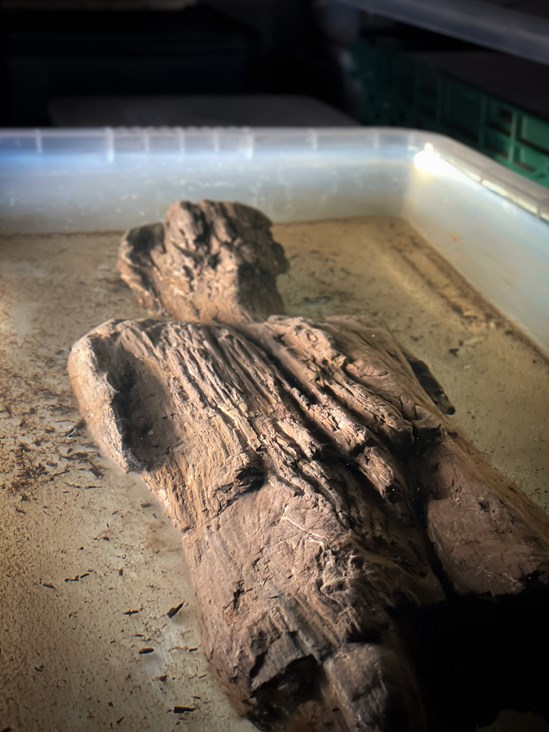 Roman Carved Wooden Figure uncovered by HS2 archaeologists in Buckinghamshire undergoing conservation